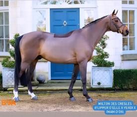 competition stud, training yard and stud livery in Lincolnshire and UK